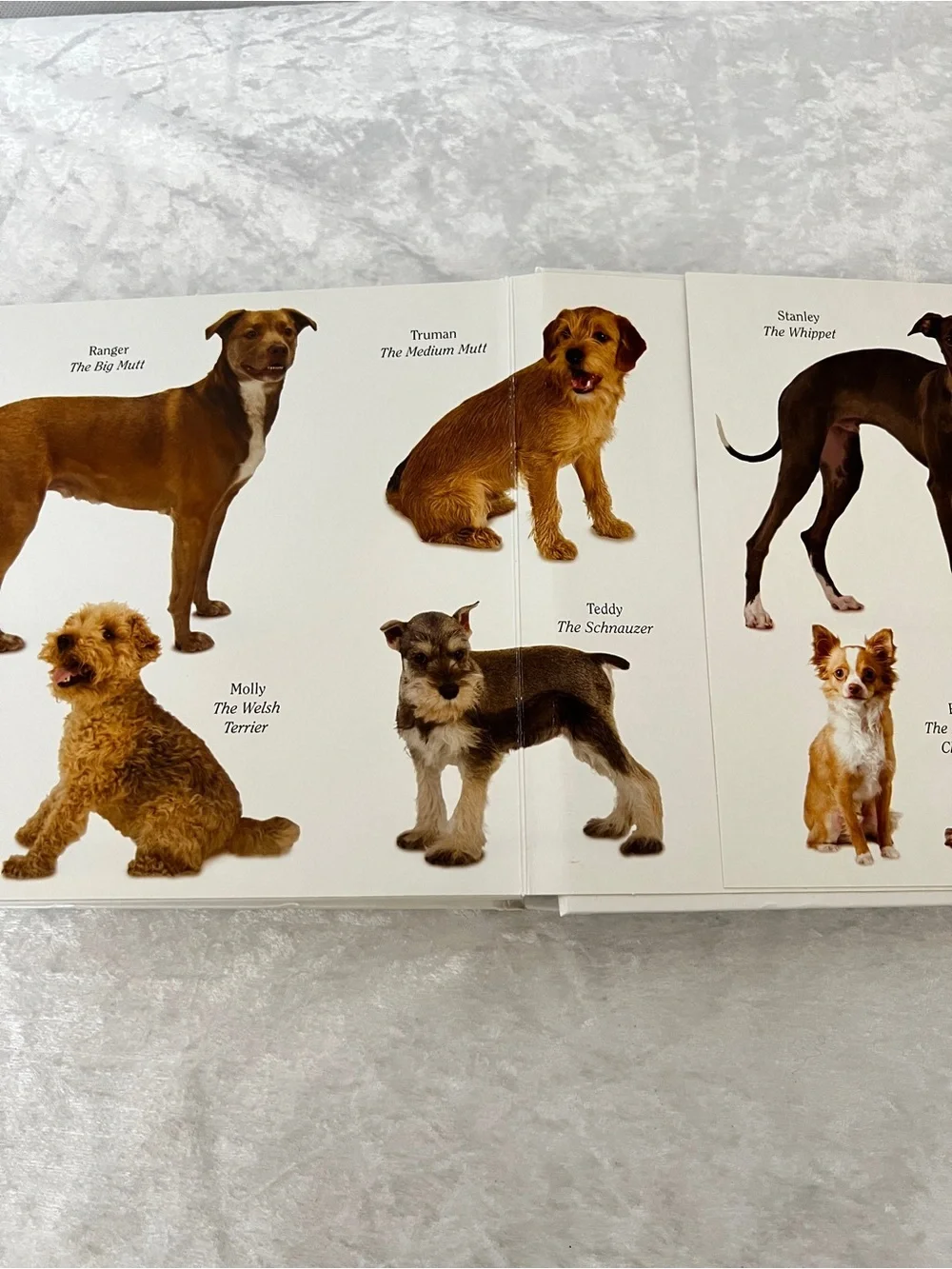 Dog Book by Matthew Van Fleet Doggone Fun for Little Ones kids
